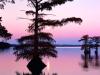 Bald Cyprus Trees Reelfoot Lake Tennessee